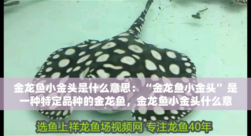 金龍魚小金頭是什么意思：“金龍魚小金頭”是一種特定品種的金龍魚，金龍魚小金頭什么意思