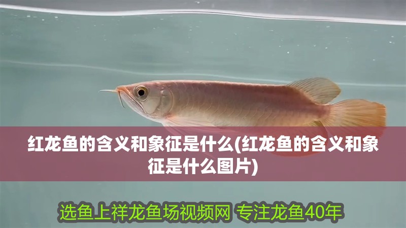 紅龍魚的含義和象征是什么(紅龍魚的含義和象征是什么圖片)