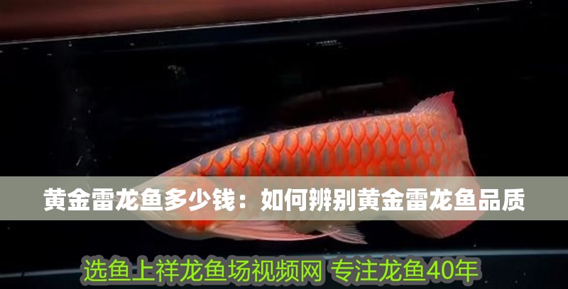 黃金雷龍魚多少錢：如何辨別黃金雷龍魚品質(zhì)