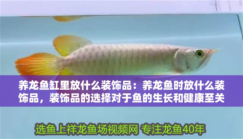 養(yǎng)龍魚缸里放什么裝飾品：養(yǎng)龍魚時放什么裝飾品，裝飾品的選擇對于魚的生長和健康至關重要