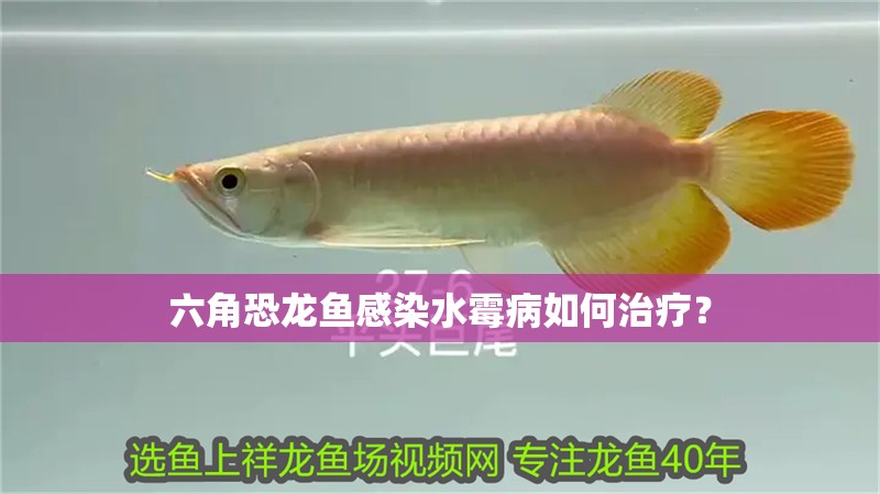 六角恐龍魚感染水霉病如何治療？