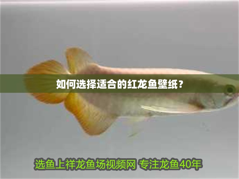如何選擇適合的紅龍魚壁紙？
