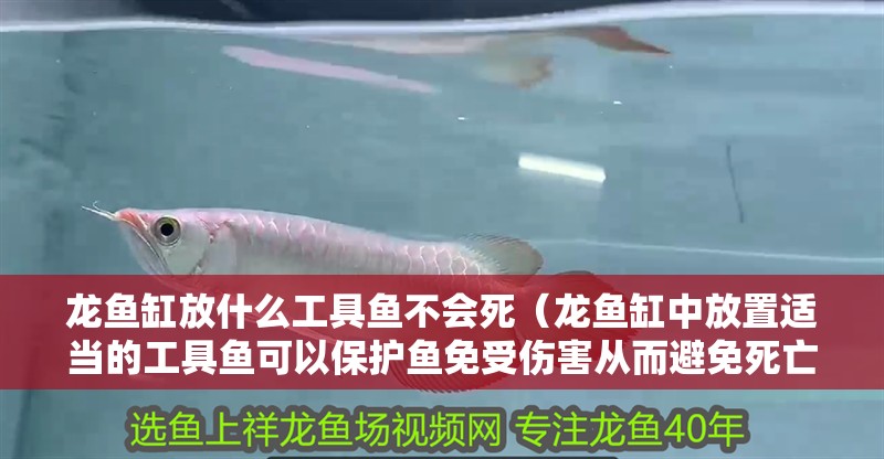 龍魚缸放什么工具魚不會死（龍魚缸中放置適當的工具魚可以保護魚免受傷害從而避免死亡）
