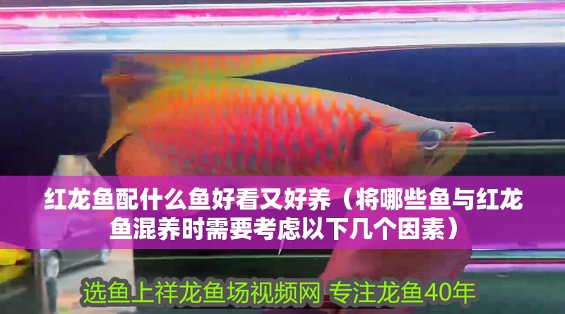 紅龍魚配什么魚好看又好養（將哪些魚與紅龍魚混養時需要考慮以下幾個因素）