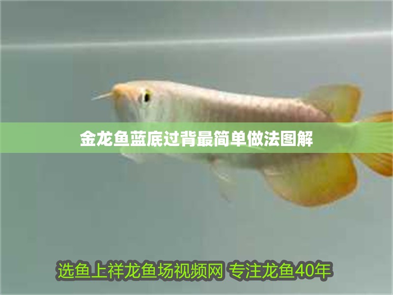 金龍魚藍底過背最簡單做法圖解