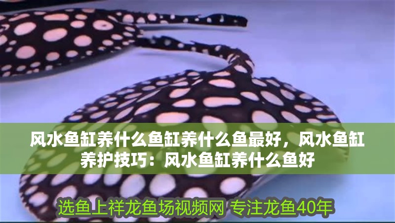 風水魚缸養什么魚缸養什么魚最好，風水魚缸養護技巧：風水魚缸養什么魚好