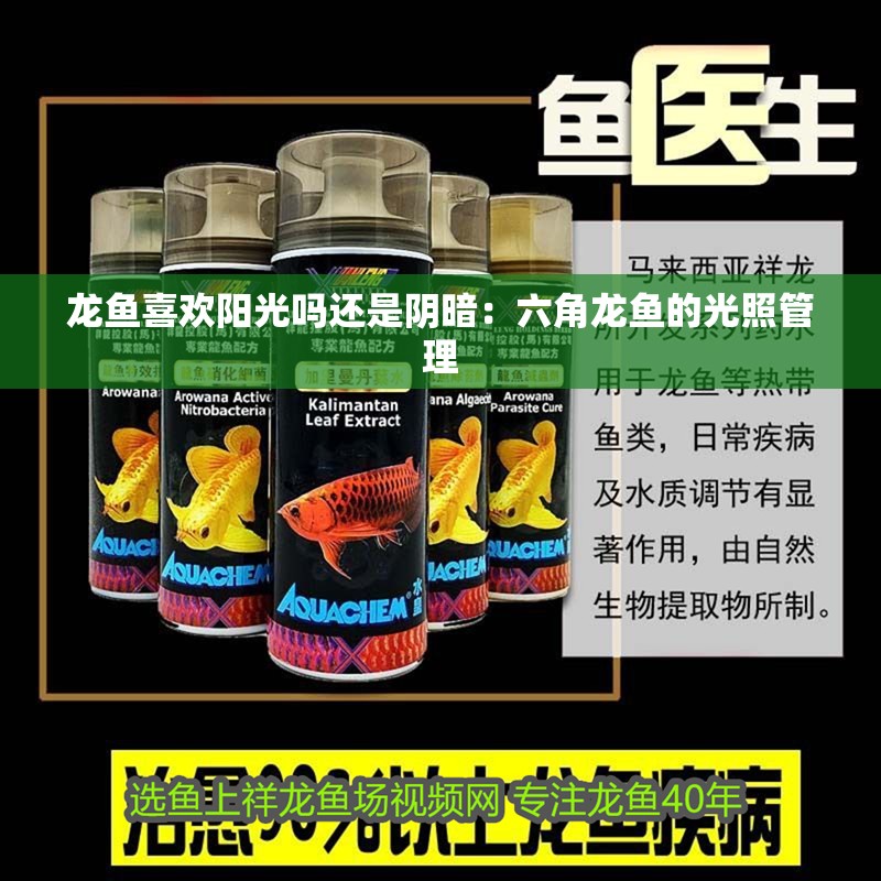 龍魚喜歡陽光嗎還是陰暗：六角龍魚的光照管理