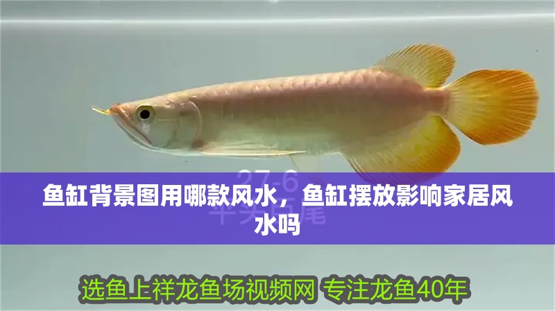 魚缸背景圖用哪款風水，魚缸擺放影響家居風水嗎