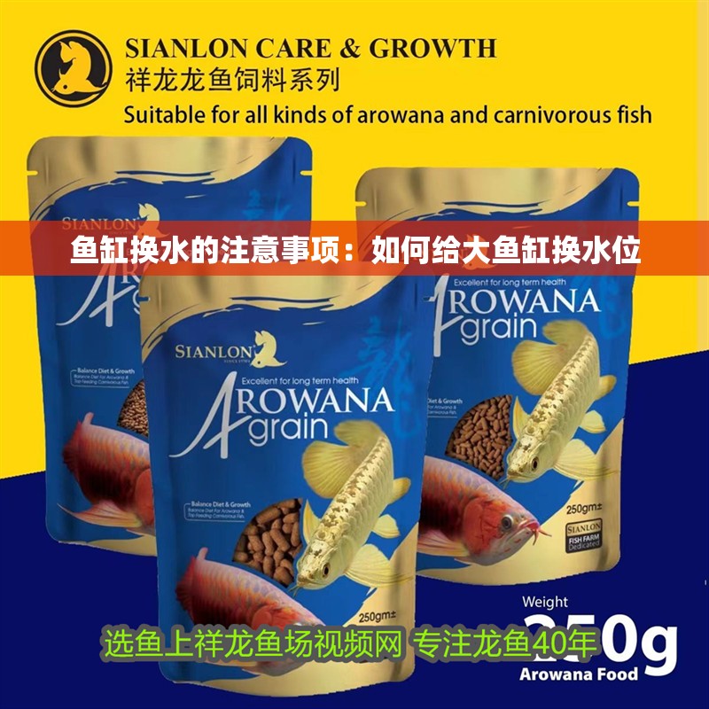 魚缸換水的注意事項：如何給大魚缸換水位