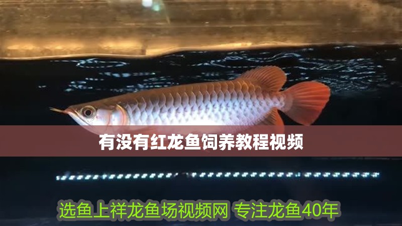 有沒有紅龍魚飼養教程視頻