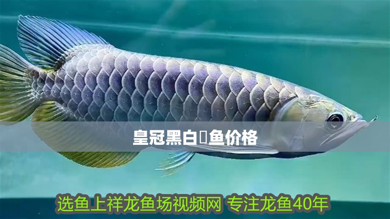 皇冠黑白魟魚價(jià)格 皇冠黑白魟魚價(jià)格 龍魚論壇