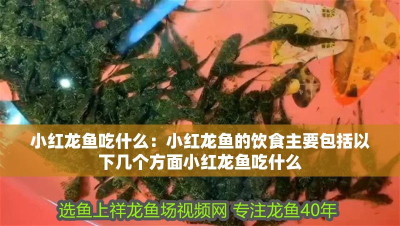 小紅龍魚吃什么：小紅龍魚的飲食主要包括以下幾個方面小紅龍魚吃什么