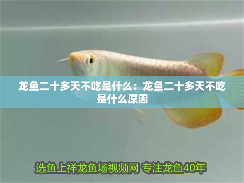 龍魚二十多天不吃是什么：龍魚二十多天不吃是什么原因