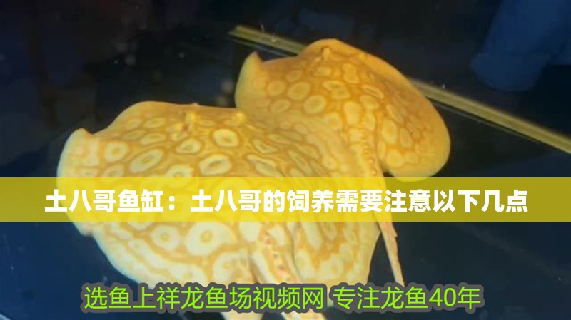 土八哥魚缸：土八哥的飼養(yǎng)需要注意以下幾點