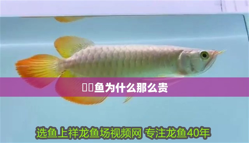 鳑鲏魚為什么那么貴