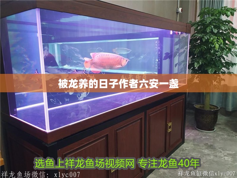 被龍養(yǎng)的日子作者六安一盞