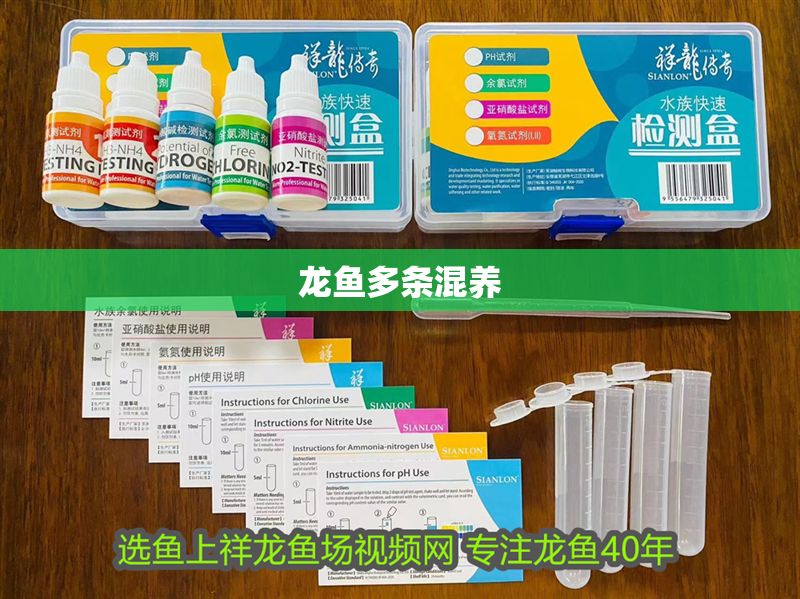 龍魚多條混養