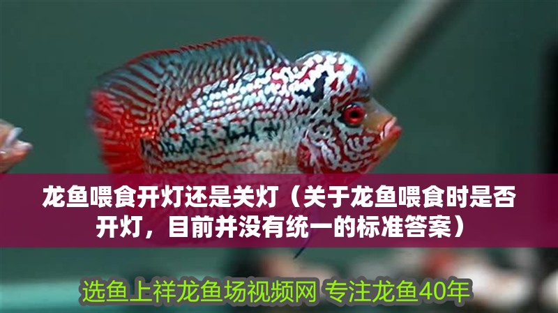 龍魚喂食開燈還是關燈（關于龍魚喂食時是否開燈，目前并沒有統一的標準答案）