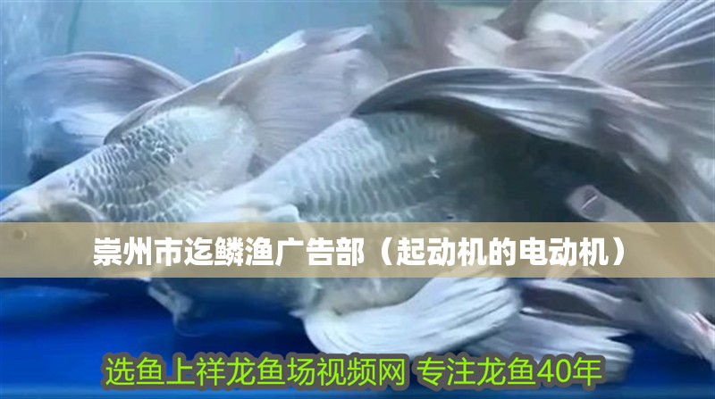 崇州市迄鱗漁廣告部（起動機的電動機）