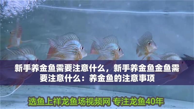 新手養(yǎng)金魚需要注意什么，新手養(yǎng)金魚金魚需要注意什么：養(yǎng)金魚的注意事項