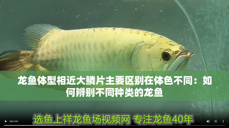 龍魚體型相近大鱗片主要區(qū)別在體色不同：如何辨別不同種類的龍魚