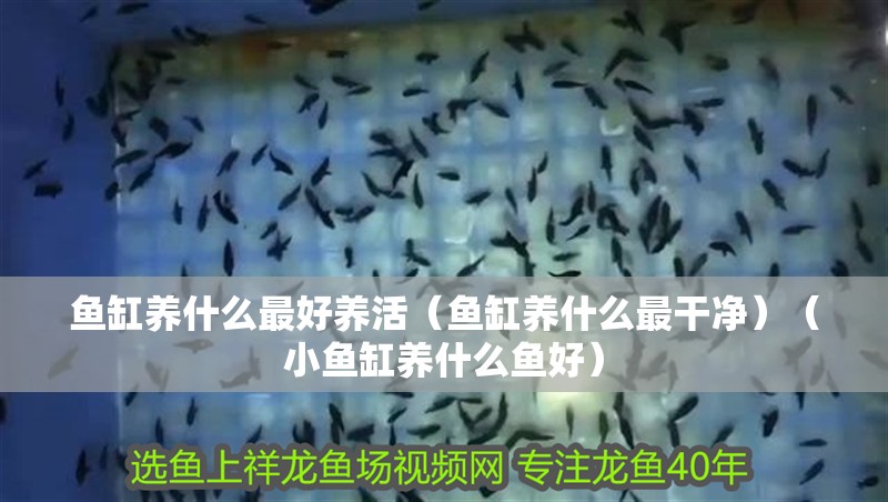 魚缸養(yǎng)什么最好養(yǎng)活（魚缸養(yǎng)什么最干凈）（小魚缸養(yǎng)什么魚好） 魚缸養(yǎng)什么最好養(yǎng)活（魚缸養(yǎng)什么最干凈）（小魚缸養(yǎng)什么魚好） 魚缸百科