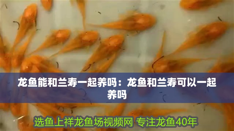 龍魚能和蘭壽一起養(yǎng)嗎：龍魚和蘭壽可以一起養(yǎng)嗎