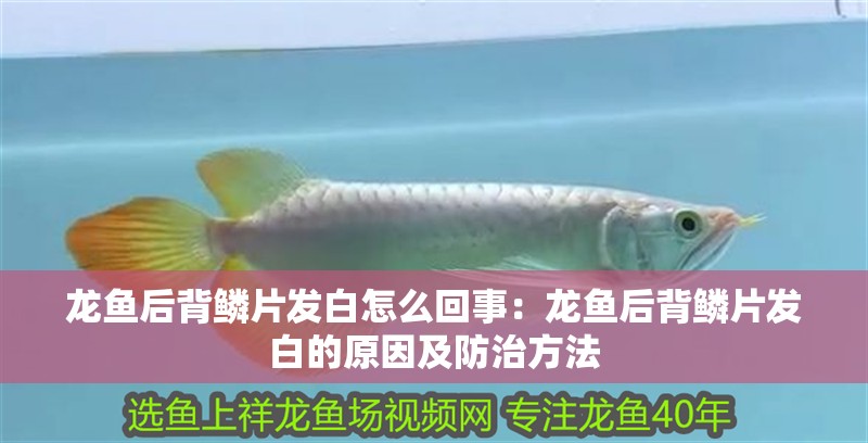 龍魚后背鱗片發白怎么回事：龍魚后背鱗片發白的原因及防治方法