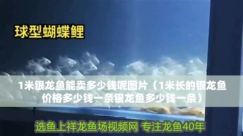 1米銀龍魚能賣多少錢呢圖片（1米長的銀龍魚價格多少錢一條銀龍魚多少錢一條） 1米銀龍魚能賣多少錢呢圖片（1米長的銀龍魚價格多少錢一條銀龍魚多少錢一條） 龍魚百科