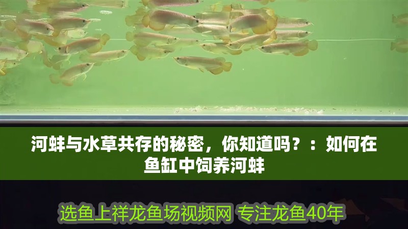 河蚌與水草共存的秘密，你知道嗎？：如何在魚缸中飼養河蚌