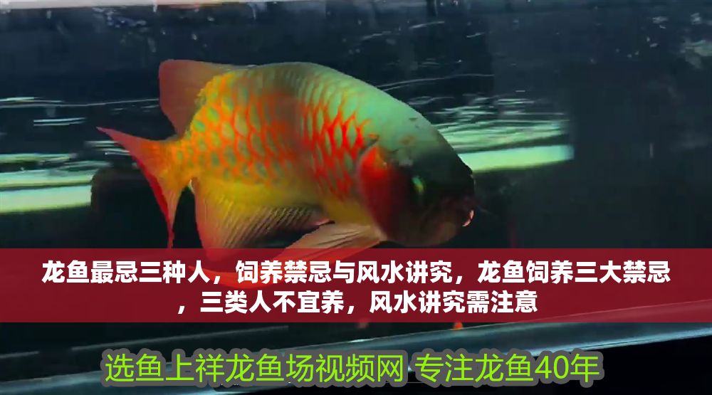 龍魚最忌三種人，飼養禁忌與風水講究，龍魚飼養三大禁忌，三類人不宜養，風水講究需注意