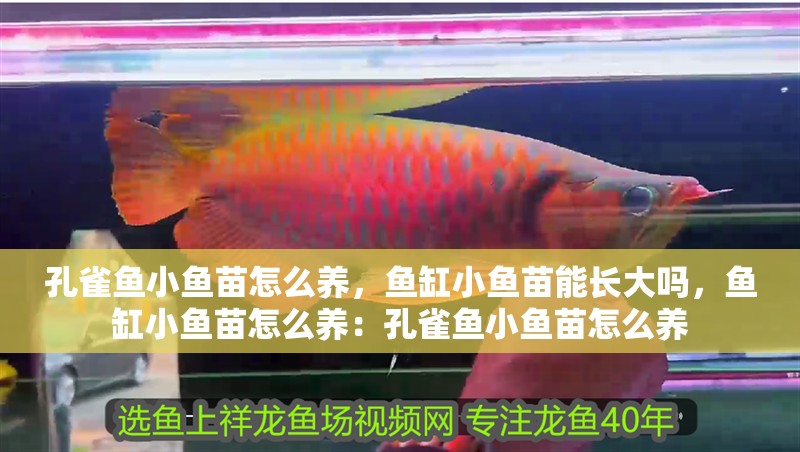 孔雀魚小魚苗怎么養，魚缸小魚苗能長大嗎，魚缸小魚苗怎么養：孔雀魚小魚苗怎么養