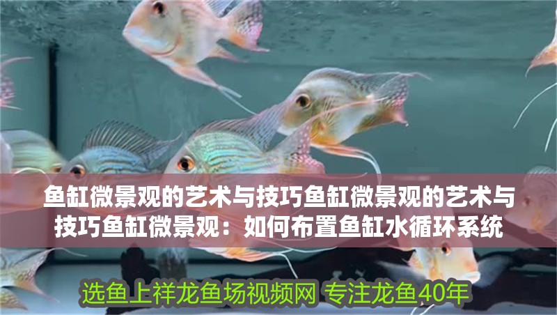 魚缸微景觀的藝術與技巧魚缸微景觀的藝術與技巧魚缸微景觀：如何布置魚缸水循環系統