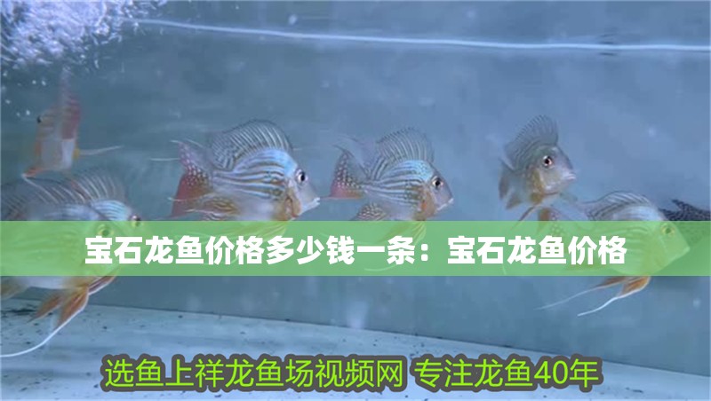 寶石龍魚價格多少錢一條：寶石龍魚價格