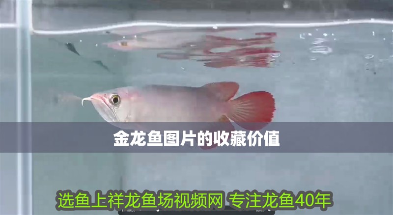 金龍魚圖片的收藏價值