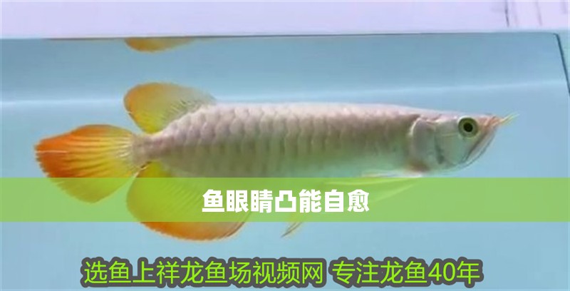 魚眼睛凸能自愈