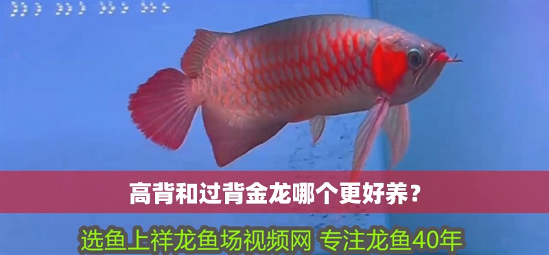 高背和過背金龍哪個更好養？