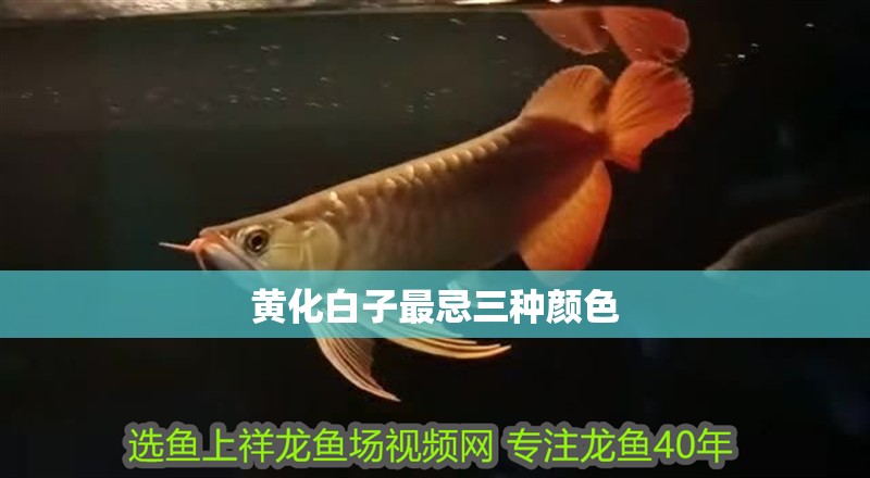 黃化白子最忌三種顏色 黃化白子最忌三種顏色 龍魚論壇