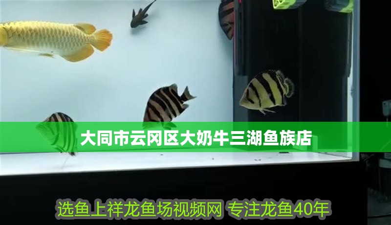 大同市云岡區大奶牛三湖魚族店