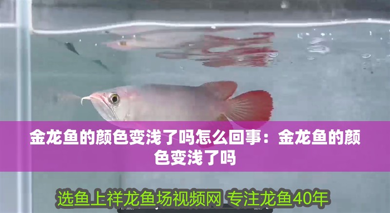 金龍魚的顏色變淺了嗎怎么回事：金龍魚的顏色變淺了嗎