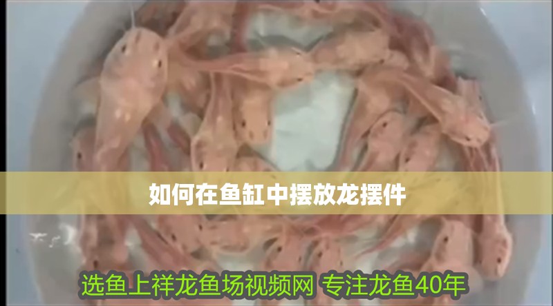 如何在魚缸中擺放龍擺件