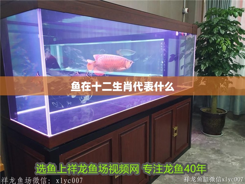 魚在十二生肖代表什么