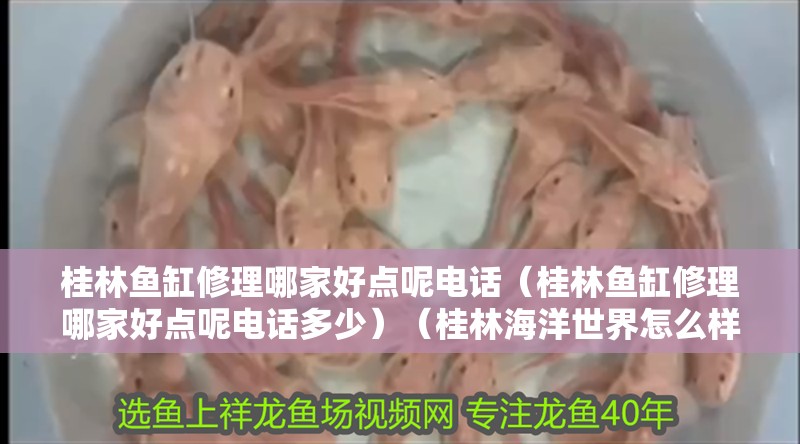 桂林魚缸修理哪家好點呢電話（桂林魚缸修理哪家好點呢電話多少）（桂林海洋世界怎么樣？）