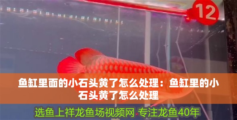 龍魚干蝦有營養(yǎng)嗎 魚缸里面的小石頭黃了怎么處理:魚缸里的小石頭黃了怎么處理 魚缸百科 魚缸里面的小石頭黃了怎么處理:魚缸里的小石頭黃了怎么處理 魚缸里面的小石頭黃了怎么處理:魚缸里的小石頭黃了怎么處理 魚缸百科