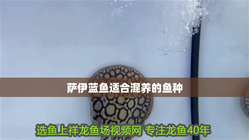 薩伊藍(lán)魚適合混養(yǎng)的魚種