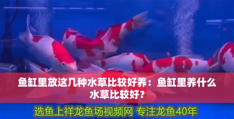 魚缸里放這幾種水草比較好養：魚缸里養什么水草比較好？