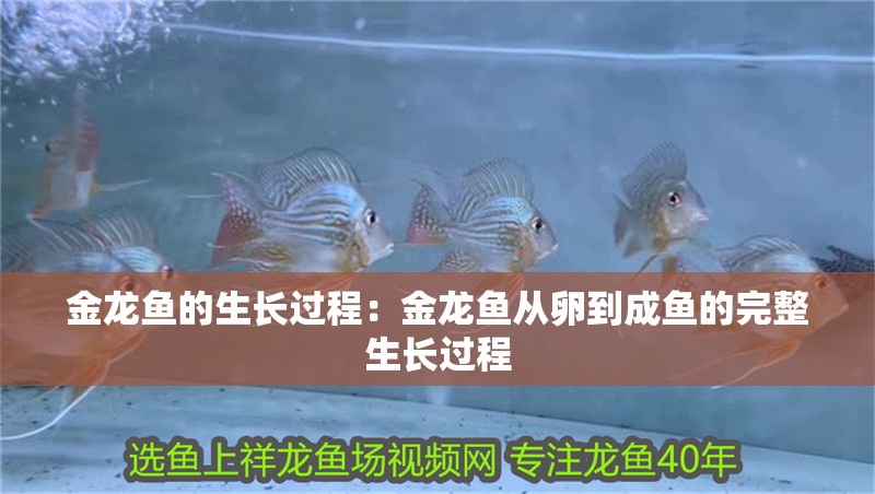 金龍魚的生長過程：金龍魚從卵到成魚的完整生長過程