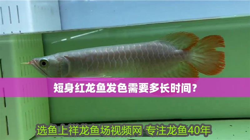 短身紅龍魚發色需要多長時間？
