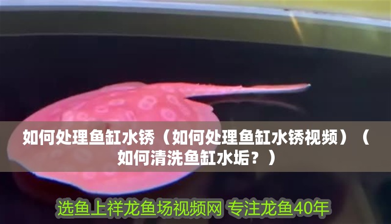 如何處理魚缸水銹（如何處理魚缸水銹視頻）（如何清洗魚缸水垢？）