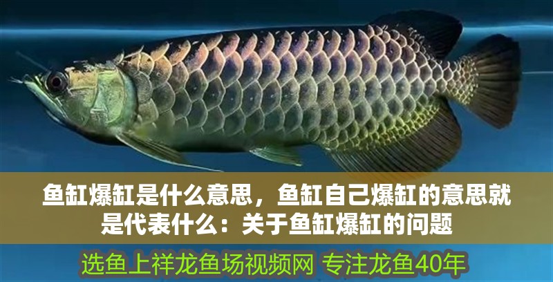 魚缸爆缸是什么意思，魚缸自己爆缸的意思就是代表什么：關于魚缸爆缸的問題